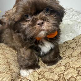 Royce - Liver male Shih Tzu puppy in Coolidge, Arizona from Shih Tzu’s  ‘N’ Love