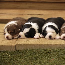 Australian Shepherd Puppies from Out West Aussies
