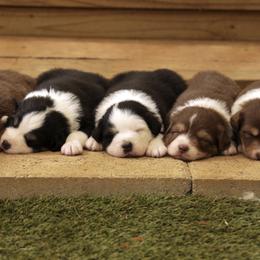 Australian Shepherd Puppies from Out West Aussies