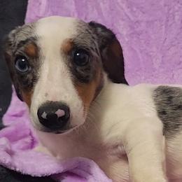 Lavender - Piebald female Dachshund puppy in Ridge, New York from Tracy's Puppy Club