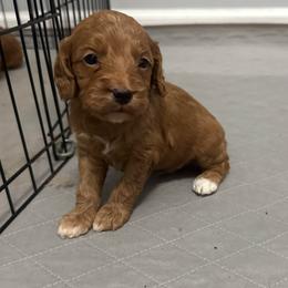 Male 2 - Red male Cockapoo puppy in Dahlonega, Georgia from Loveable Cockapoos