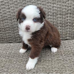 Prosperity - Red & white female Miniature Australian Shepherd puppy in Marysville, Washington from Garay Mini Aussies