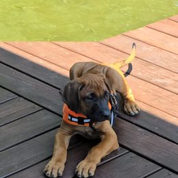 Mouse - Rd whtn blk nose male Rhodesian Ridgeback puppy in Gaffney, South Carolina from Circle D Farms