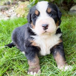 Pink collar Rhia - Black rust and white female Bernese Mountain Dog puppy in Sugarcreek, Ohio from Angel Valley Berners