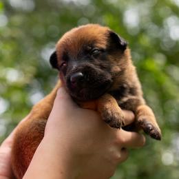 Poppy - Fawn female Belgian Malinois puppy in Lincoln, Nebraska from Nebraska K9