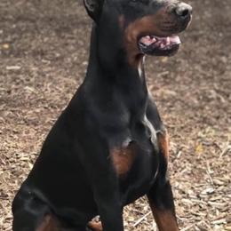 Doberman Pinscher All Grown Up from Joselyn James
