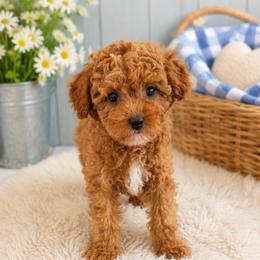 Cove - Red  male Poodle puppy in Wharton, Texas from In the Red Poodles
