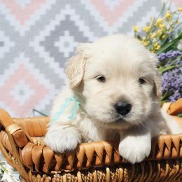 Golden Retriever Puppies from Jessica Hagstette
