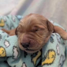 Braviary - Golden female Golden Retriever puppy in Minneapolis, Minnesota from Firestorm Goldens