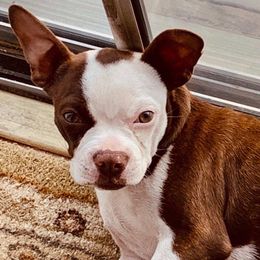 Ginger - Boston Terrier