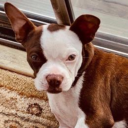 Ginger - Boston Terrier