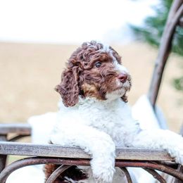 Autumn - Brown and white female Bernedoodle puppy in Delta, Pennsylvania from KEE Bernedoodles