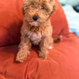 Girl 1 - Apricot female Goldendoodle puppy in Cocoa, Florida from The Beach Doodles