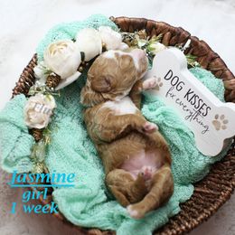 Jasmine (Light Blue Collar) - Red  female Goldendoodle puppy in Corona, California from Fluffy Puppy Mini Doodles LLC