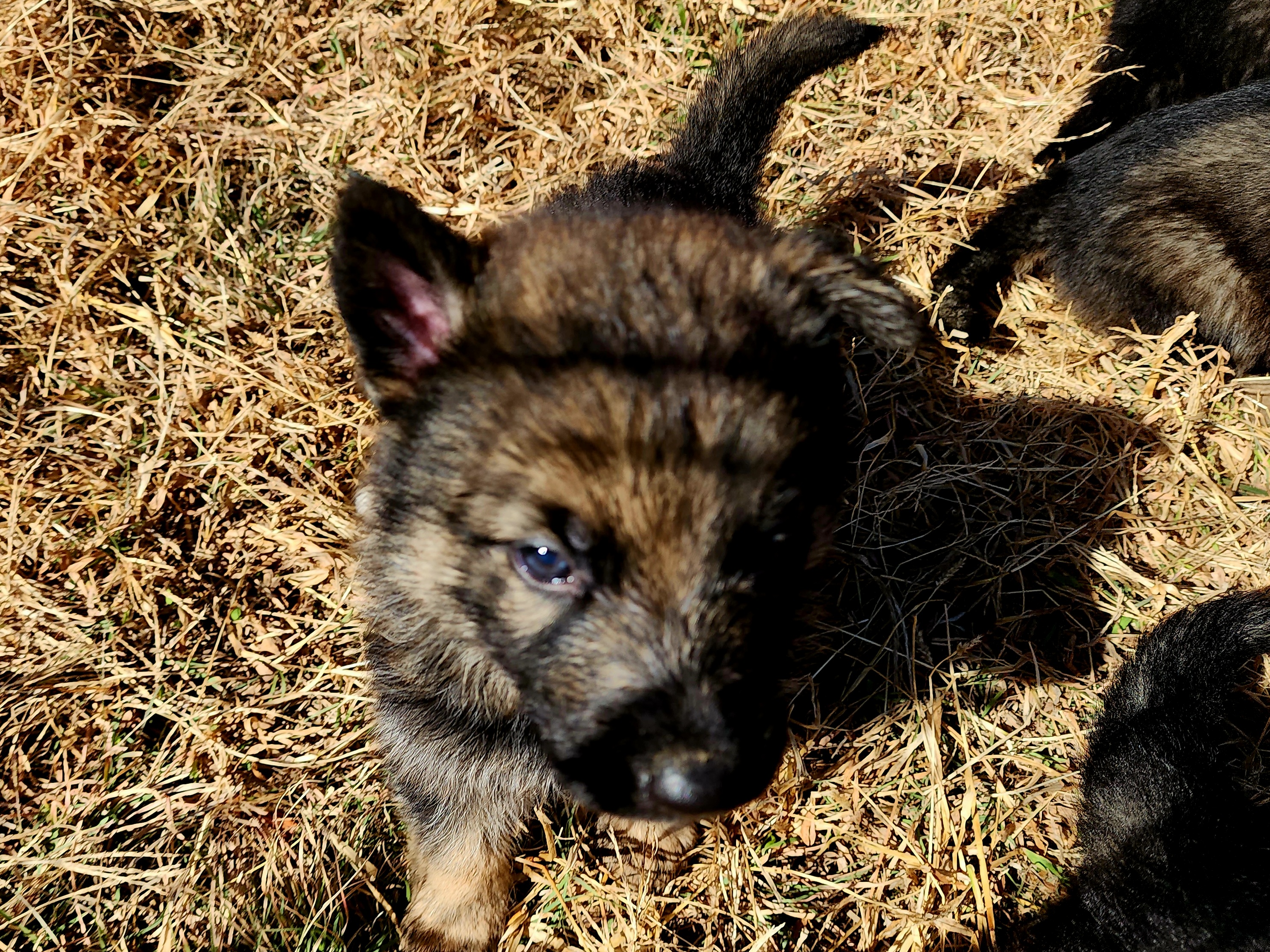 German Shepherd and Pembroke Welsh Corgi Puppies from Tiny Titans K9