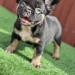 French Bulldog Puppies from Xklusive frenchies