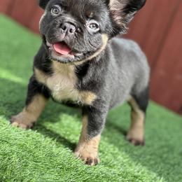 French Bulldog Puppies from Xklusive frenchies