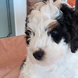 FELIX - Tri-color Bernedoodle puppy in Laguna Hills, California from Bernedoodles By Faith