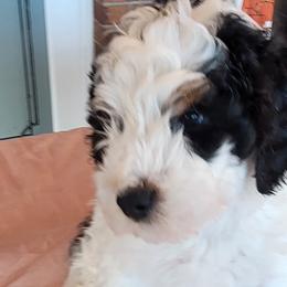 FELIX - Tri-color Bernedoodle puppy in Laguna Hills, California from Bernedoodles By Faith