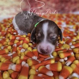 Barrel - Chocolate and cream male Dachshund puppy in Martin City, Montana from FleuryDachs