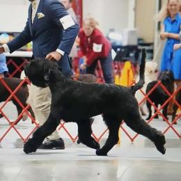 Giant Schnauzer puppies from Wessels Giant Schnauzers