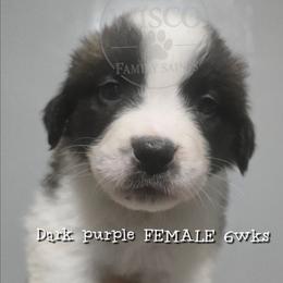 Dark purple collar - Mahogany and white female Saint Bernard puppy in Seymour, Wisconsin from Wisco Family Saints