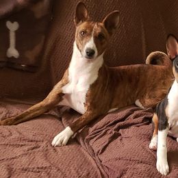 Basenjis and Labrador Retrievers from Sundancer Labs