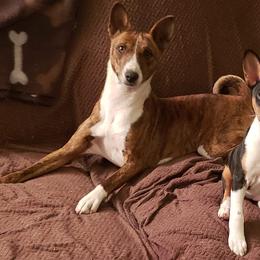 Basenjis and Labrador Retrievers from Sundancer Labs