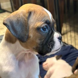 Willow - Fawn Boxer puppy in Garland, North Carolina from Magen's Boxers