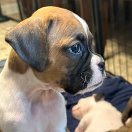 Willow - Fawn Boxer puppy in Garland, North Carolina from Magen's Boxers