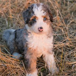 Australian Mountain Doodle Puppies from Brick House Farm Doodles