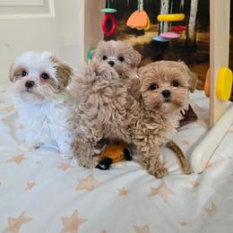 V - Apricot female Maltipoo puppy in Washington from Mt.BakerPoodles&Doodles