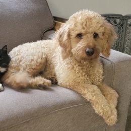 Goldendoodles from Tonya's Goldendoodles