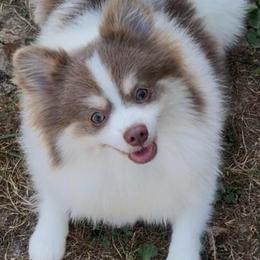 Kira - Pomeranian