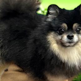 French Bulldogs and Pomeranians from J&T French Bulldog & Pomeranian Palacio