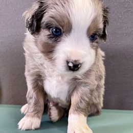Miniature Australian Shepherd Puppies from 5 Star Mini Aussies