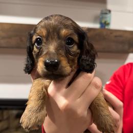 Bluebell - Red female Dachshund puppy in Farmington, Minnesota from Half Pint Doxies