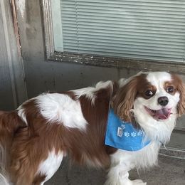 Cavalier King Charles Spaniel Puppies from AKC Cavalier King Charles spaniel Brenda’s puppies