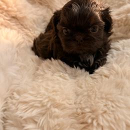 Cocoa - Chocolate male Shih Tzu puppy in Peoria, Arizona from Jodi’s Shihtzus