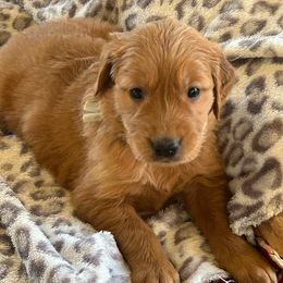 Mr. Silver - Dark golden male Golden Retriever puppy in Garland, Texas from Rangel Family Goldens