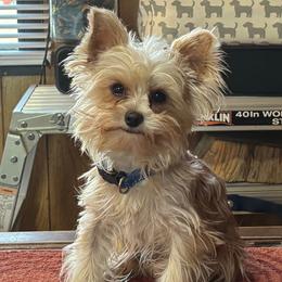 Bailey - Yorkshire Terrier