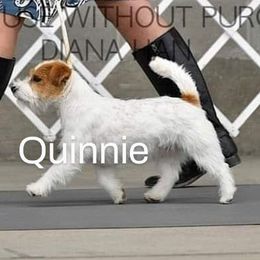 Quinnie - Russell Terrier