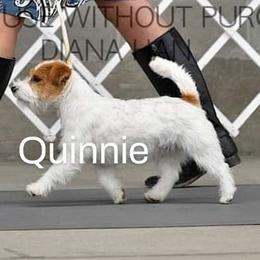 Quinnie - Russell Terrier