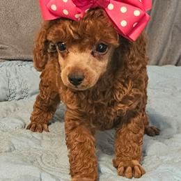 Reba - Red  female Poodle puppy in Willis, Texas from Golden's Poodles