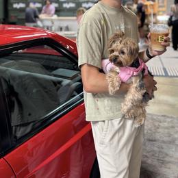 Mona - Yorkshire Terrier