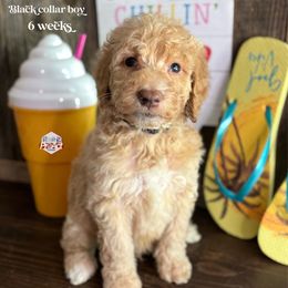 Ray - Caramel cream male Labradoodle puppy in Paw Paw, Michigan from ProAct Canines
