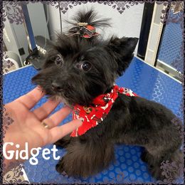 Godget - Yorkshire Terrier