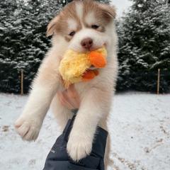 Queso - Boy 2 💛 - Red and white Siberian Husky puppy in Rhode Island from Home Pack Huskies