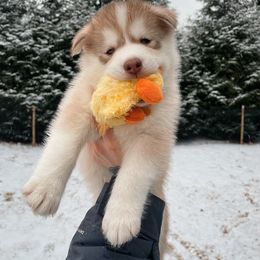 Queso - Boy 2 💛 - Red and white Siberian Husky puppy in Rhode Island from Home Pack Huskies