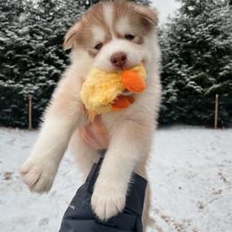 Queso - Boy 2 💛 - Red and white Siberian Husky puppy in Rhode Island from Home Pack Huskies